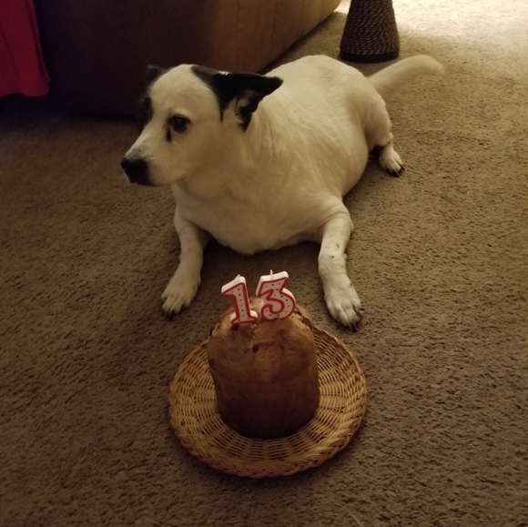 POSH AMBASSADOR - Picture 7 of 8